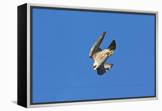 Peregrine Falcon Diving-null-Framed Premier Image Canvas