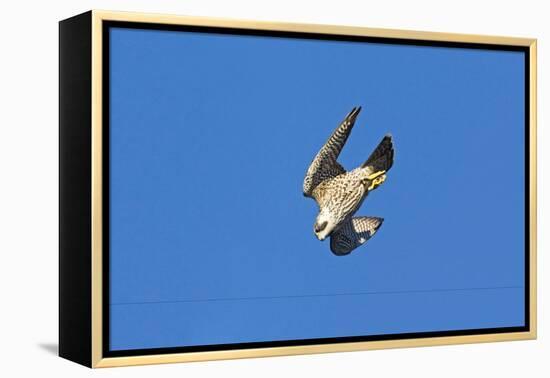 Peregrine Falcon Diving-null-Framed Premier Image Canvas