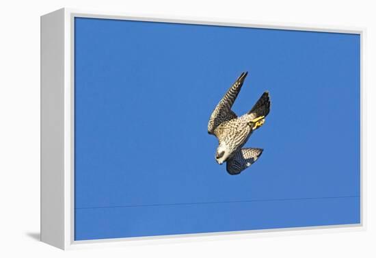 Peregrine Falcon Diving-null-Framed Premier Image Canvas