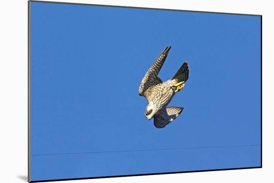 Peregrine Falcon Diving-null-Mounted Photographic Print