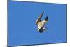 Peregrine Falcon Diving-null-Mounted Photographic Print
