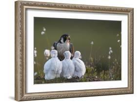 Peregrine falcon (Falco peregrinus) adult feeding chicks in nest, Vaala, Finland, June.-Markus Varesvuo-Framed Photographic Print