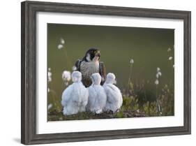 Peregrine falcon (Falco peregrinus) adult feeding chicks in nest, Vaala, Finland, June.-Markus Varesvuo-Framed Photographic Print