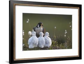 Peregrine falcon (Falco peregrinus) adult feeding chicks in nest, Vaala, Finland, June.-Markus Varesvuo-Framed Photographic Print