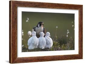 Peregrine falcon (Falco peregrinus) adult feeding chicks in nest, Vaala, Finland, June.-Markus Varesvuo-Framed Photographic Print