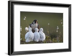 Peregrine falcon (Falco peregrinus) adult feeding chicks in nest, Vaala, Finland, June.-Markus Varesvuo-Framed Photographic Print