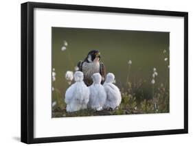 Peregrine falcon (Falco peregrinus) adult feeding chicks in nest, Vaala, Finland, June.-Markus Varesvuo-Framed Photographic Print