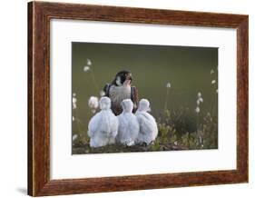 Peregrine falcon (Falco peregrinus) adult feeding chicks in nest, Vaala, Finland, June.-Markus Varesvuo-Framed Photographic Print