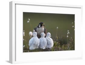 Peregrine falcon (Falco peregrinus) adult feeding chicks in nest, Vaala, Finland, June.-Markus Varesvuo-Framed Photographic Print