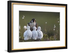 Peregrine falcon (Falco peregrinus) adult feeding chicks in nest, Vaala, Finland, June.-Markus Varesvuo-Framed Photographic Print