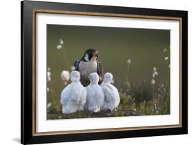 Peregrine falcon (Falco peregrinus) adult feeding chicks in nest, Vaala, Finland, June.-Markus Varesvuo-Framed Photographic Print