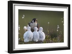 Peregrine falcon (Falco peregrinus) adult feeding chicks in nest, Vaala, Finland, June.-Markus Varesvuo-Framed Photographic Print