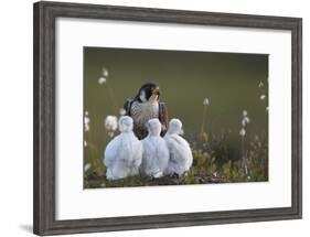 Peregrine falcon (Falco peregrinus) adult feeding chicks in nest, Vaala, Finland, June.-Markus Varesvuo-Framed Photographic Print