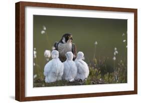 Peregrine falcon (Falco peregrinus) adult feeding chicks in nest, Vaala, Finland, June.-Markus Varesvuo-Framed Photographic Print