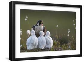 Peregrine falcon (Falco peregrinus) adult feeding chicks in nest, Vaala, Finland, June.-Markus Varesvuo-Framed Photographic Print