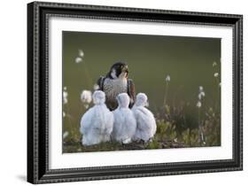 Peregrine falcon (Falco peregrinus) adult feeding chicks in nest, Vaala, Finland, June.-Markus Varesvuo-Framed Photographic Print