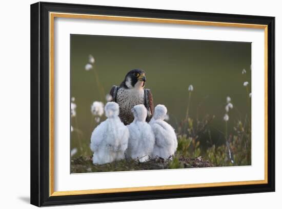 Peregrine falcon (Falco peregrinus) adult feeding chicks in nest, Vaala, Finland, June.-Markus Varesvuo-Framed Photographic Print