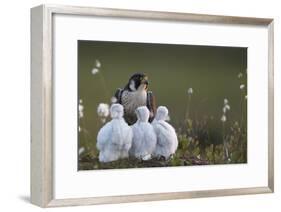 Peregrine falcon (Falco peregrinus) adult feeding chicks in nest, Vaala, Finland, June.-Markus Varesvuo-Framed Photographic Print
