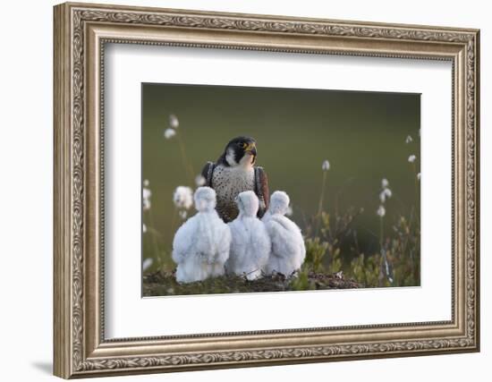 Peregrine falcon (Falco peregrinus) adult feeding chicks in nest, Vaala, Finland, June.-Markus Varesvuo-Framed Photographic Print