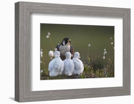 Peregrine falcon (Falco peregrinus) adult feeding chicks in nest, Vaala, Finland, June.-Markus Varesvuo-Framed Photographic Print