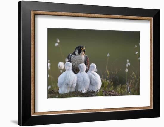 Peregrine falcon (Falco peregrinus) adult feeding chicks in nest, Vaala, Finland, June.-Markus Varesvuo-Framed Photographic Print