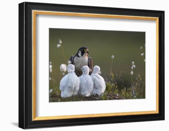 Peregrine falcon (Falco peregrinus) adult feeding chicks in nest, Vaala, Finland, June.-Markus Varesvuo-Framed Photographic Print