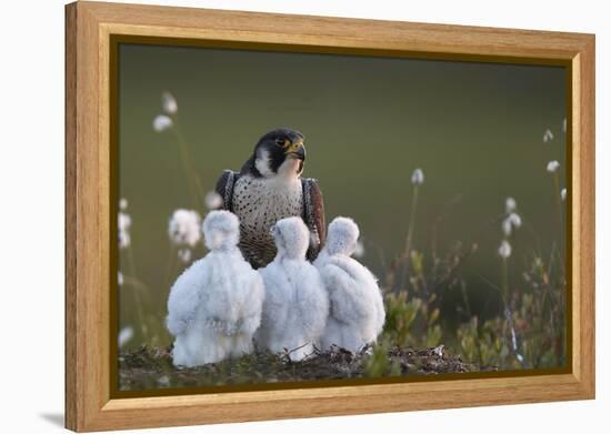 Peregrine falcon (Falco peregrinus) adult feeding chicks in nest, Vaala, Finland, June.-Markus Varesvuo-Framed Premier Image Canvas