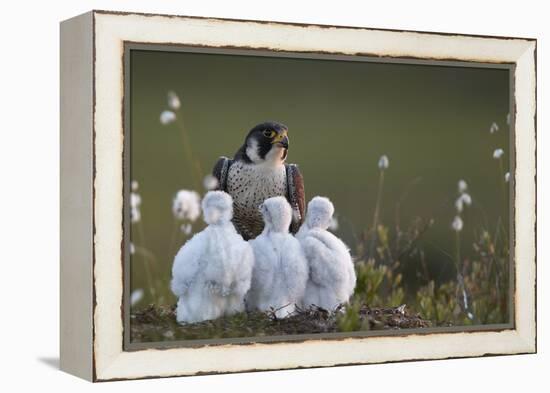 Peregrine falcon (Falco peregrinus) adult feeding chicks in nest, Vaala, Finland, June.-Markus Varesvuo-Framed Premier Image Canvas