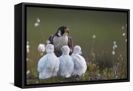 Peregrine falcon (Falco peregrinus) adult feeding chicks in nest, Vaala, Finland, June.-Markus Varesvuo-Framed Premier Image Canvas