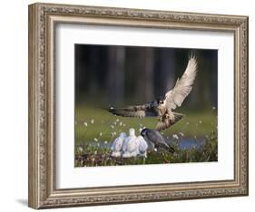 Peregrine falcon (Falco peregrinus) adult landing at nest with chicks, Vaala, Finland, June.-Markus Varesvuo-Framed Photographic Print