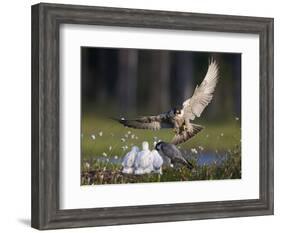 Peregrine falcon (Falco peregrinus) adult landing at nest with chicks, Vaala, Finland, June.-Markus Varesvuo-Framed Photographic Print