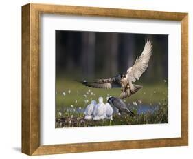 Peregrine falcon (Falco peregrinus) adult landing at nest with chicks, Vaala, Finland, June.-Markus Varesvuo-Framed Photographic Print