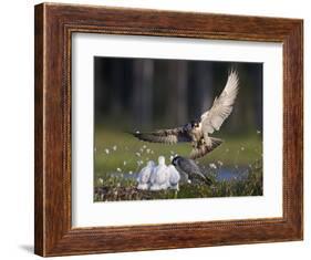 Peregrine falcon (Falco peregrinus) adult landing at nest with chicks, Vaala, Finland, June.-Markus Varesvuo-Framed Photographic Print
