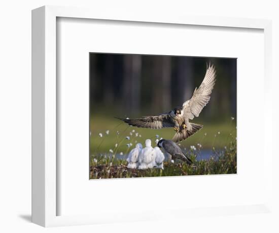 Peregrine falcon (Falco peregrinus) adult landing at nest with chicks, Vaala, Finland, June.-Markus Varesvuo-Framed Photographic Print