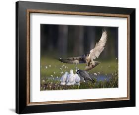 Peregrine falcon (Falco peregrinus) adult landing at nest with chicks, Vaala, Finland, June.-Markus Varesvuo-Framed Photographic Print