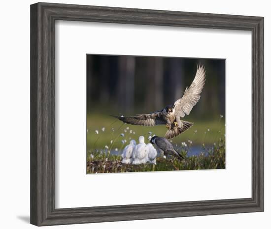 Peregrine falcon (Falco peregrinus) adult landing at nest with chicks, Vaala, Finland, June.-Markus Varesvuo-Framed Photographic Print
