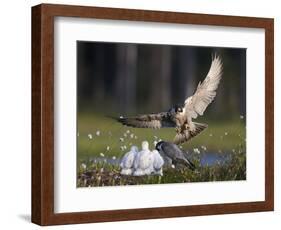 Peregrine falcon (Falco peregrinus) adult landing at nest with chicks, Vaala, Finland, June.-Markus Varesvuo-Framed Photographic Print