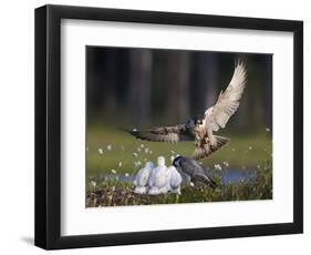 Peregrine falcon (Falco peregrinus) adult landing at nest with chicks, Vaala, Finland, June.-Markus Varesvuo-Framed Photographic Print
