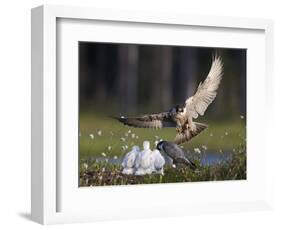 Peregrine falcon (Falco peregrinus) adult landing at nest with chicks, Vaala, Finland, June.-Markus Varesvuo-Framed Photographic Print