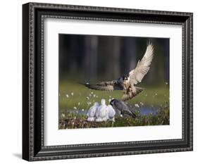 Peregrine falcon (Falco peregrinus) adult landing at nest with chicks, Vaala, Finland, June.-Markus Varesvuo-Framed Photographic Print