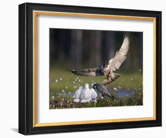 Peregrine falcon (Falco peregrinus) adult landing at nest with chicks, Vaala, Finland, June.-Markus Varesvuo-Framed Photographic Print