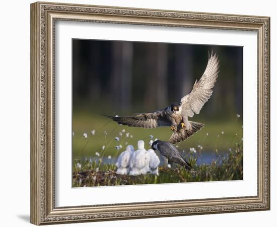 Peregrine falcon (Falco peregrinus) adult landing at nest with chicks, Vaala, Finland, June.-Markus Varesvuo-Framed Photographic Print