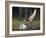 Peregrine falcon (Falco peregrinus) adult landing at nest with chicks, Vaala, Finland, June.-Markus Varesvuo-Framed Photographic Print