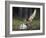 Peregrine falcon (Falco peregrinus) adult landing at nest with chicks, Vaala, Finland, June.-Markus Varesvuo-Framed Photographic Print