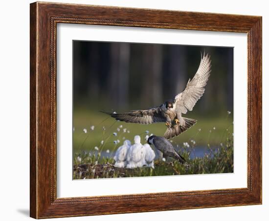 Peregrine falcon (Falco peregrinus) adult landing at nest with chicks, Vaala, Finland, June.-Markus Varesvuo-Framed Photographic Print