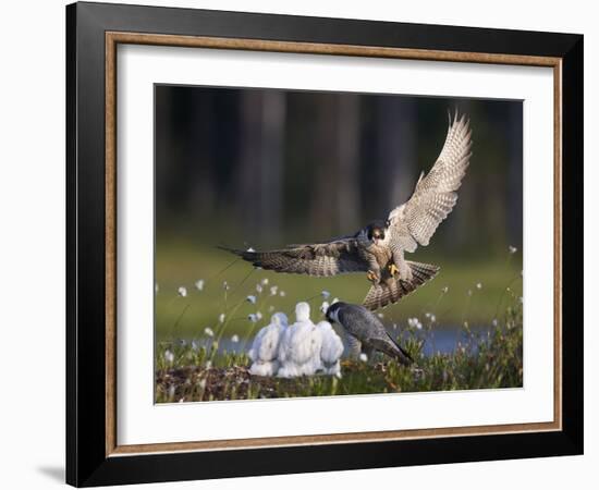 Peregrine falcon (Falco peregrinus) adult landing at nest with chicks, Vaala, Finland, June.-Markus Varesvuo-Framed Photographic Print