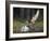 Peregrine falcon (Falco peregrinus) adult landing at nest with chicks, Vaala, Finland, June.-Markus Varesvuo-Framed Photographic Print