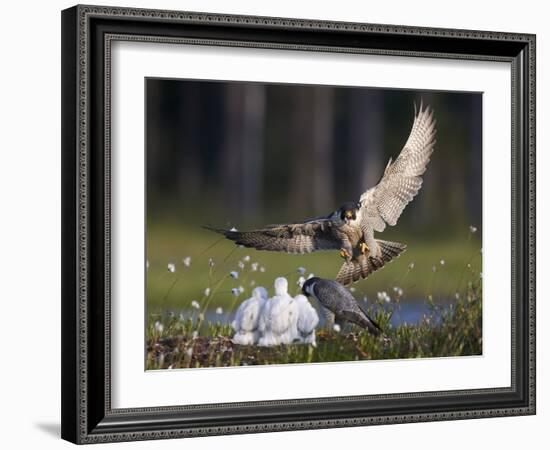 Peregrine falcon (Falco peregrinus) adult landing at nest with chicks, Vaala, Finland, June.-Markus Varesvuo-Framed Photographic Print