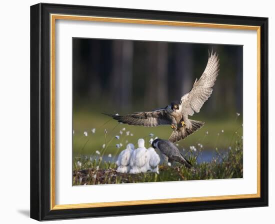 Peregrine falcon (Falco peregrinus) adult landing at nest with chicks, Vaala, Finland, June.-Markus Varesvuo-Framed Photographic Print