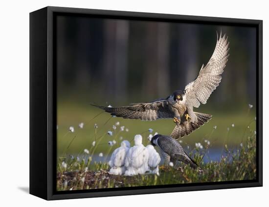 Peregrine falcon (Falco peregrinus) adult landing at nest with chicks, Vaala, Finland, June.-Markus Varesvuo-Framed Premier Image Canvas